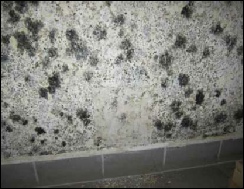 Großflächiger Schimmelpilzschaden an einer durchfeuchteten Wand